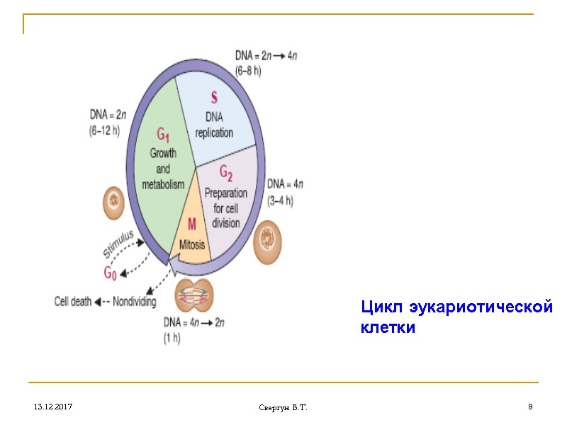 13.12.2017 Свергун В.Т. 8 Цикл эукариотической клетки